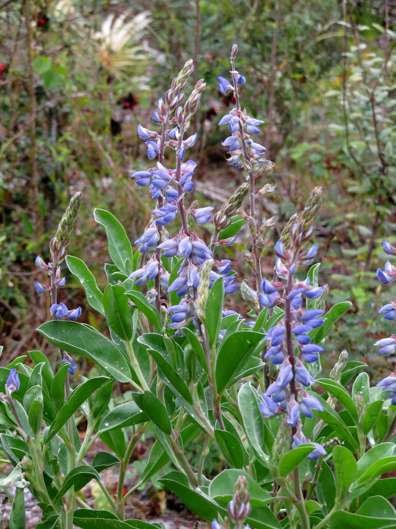 !!lupinus-diffusus-flowers