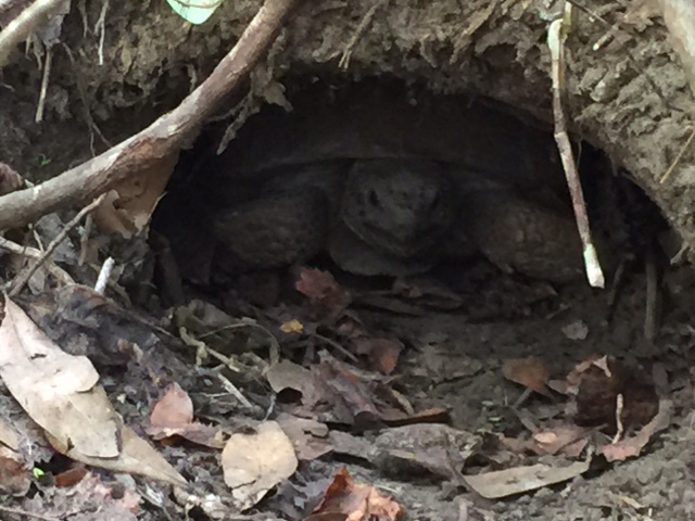 !!!!orca gopher tortoise by Ken Gonyo
