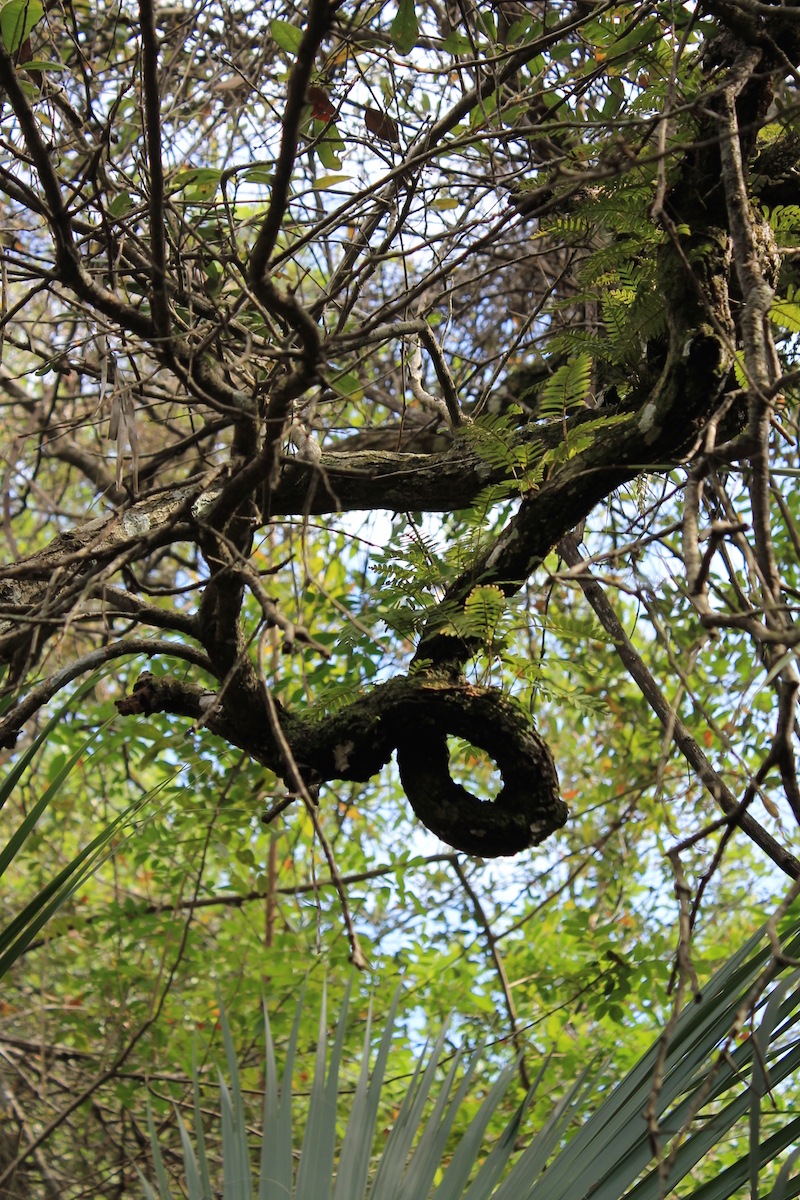 !!pleopelits on vitis rotundifolia trunk by ks copy