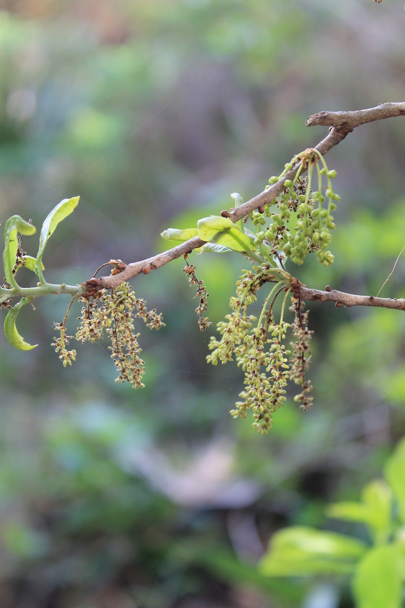 !!quercus virginiana catkin copy