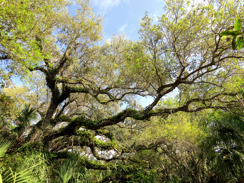 !!!quercus-virginiana-@-cfp