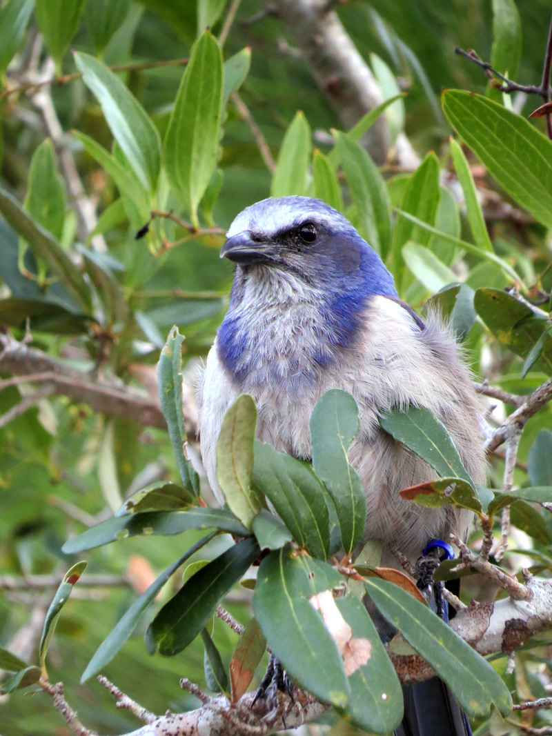 !!scrub-jay-w-blue-band