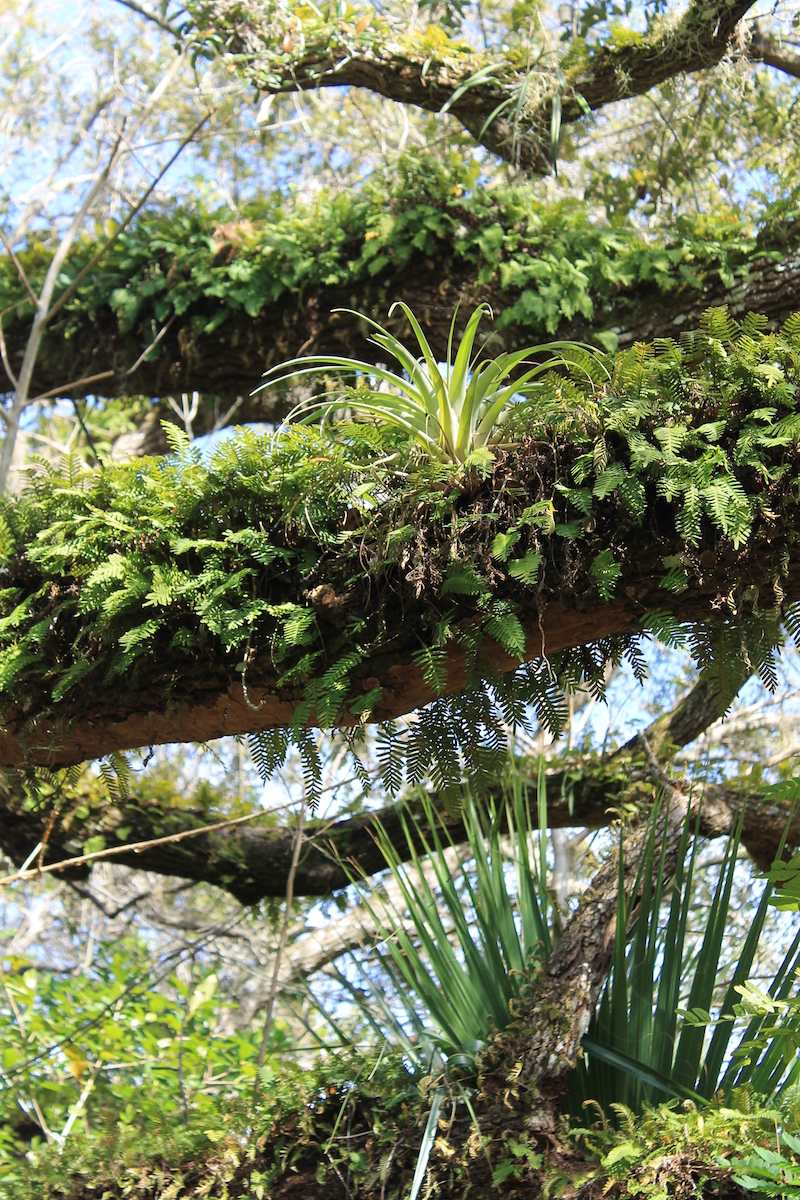 !!tillansdia utriculata @ cfp by ks copy