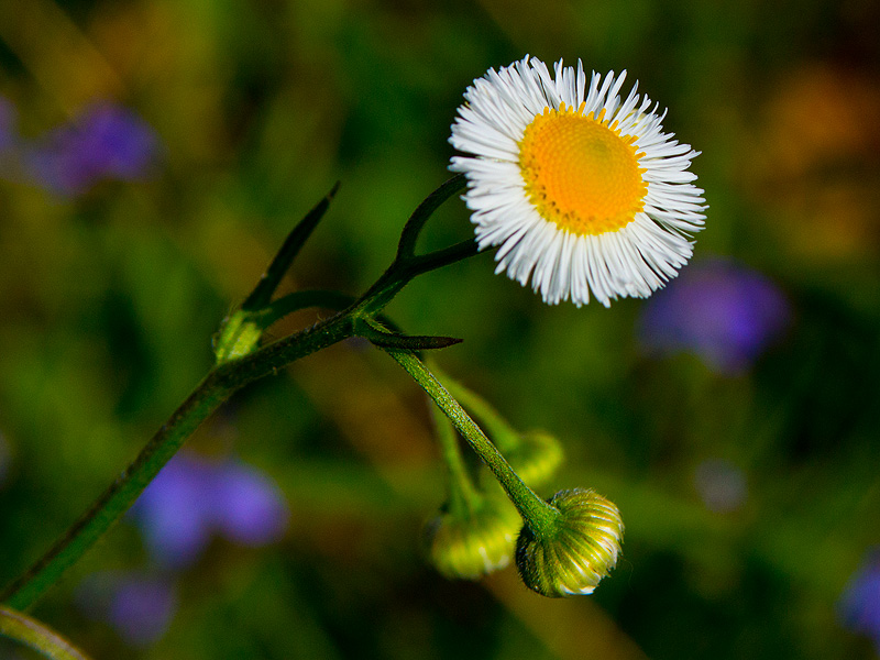 wildflower_workshop_031415_23