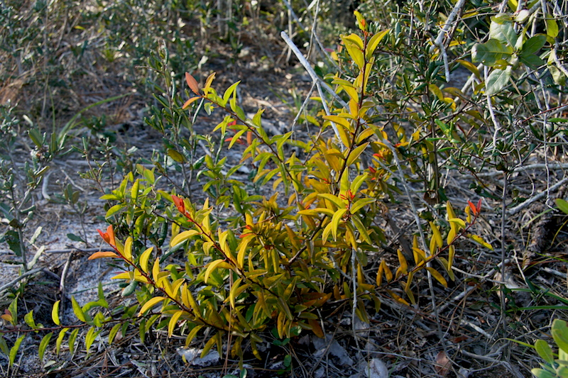 !!ximenia americana - small shrub copy