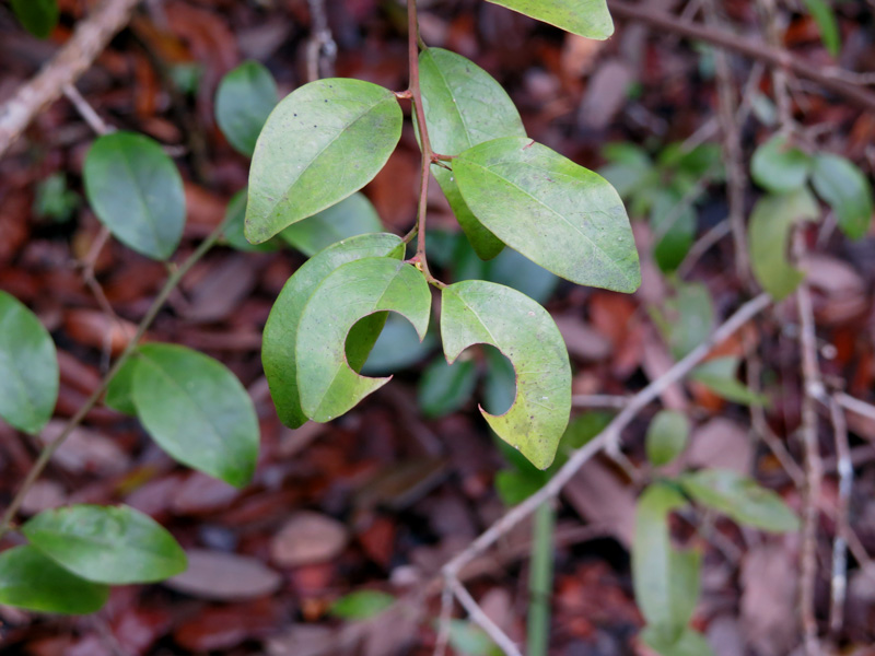 !!ximenia-americana-w-leaf-cutter-bee1