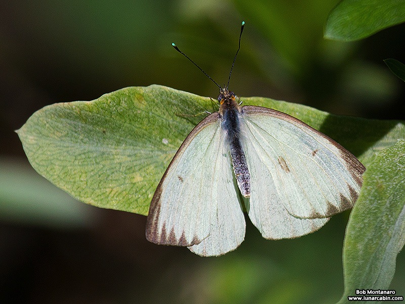 southern white butterfly - bm copy