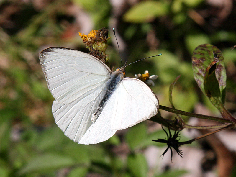 !southern-white-on-bidens