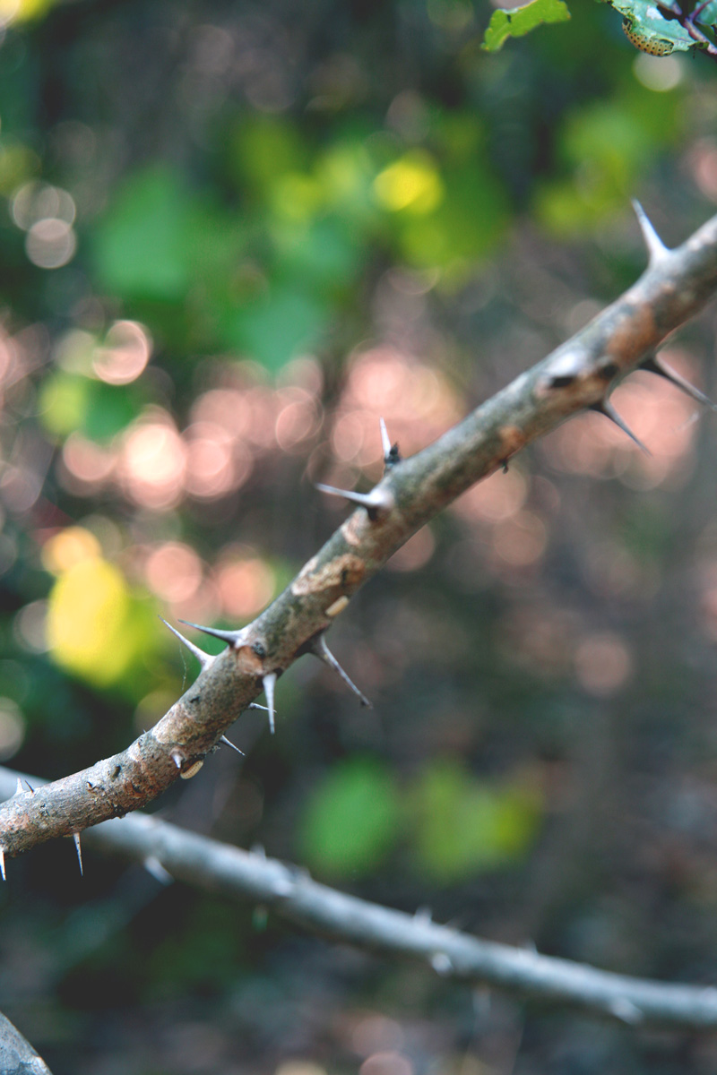 !!!!zanthoxylum-clava-herclis-(3)