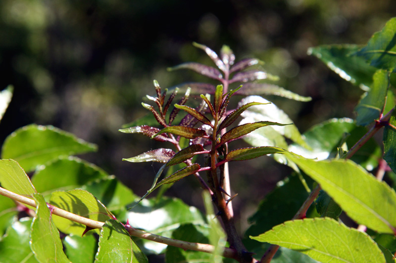!!!!zanthoxylum-clava-herculis-(6)