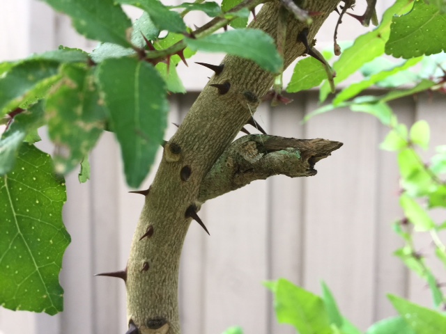 !!zanthoxylum clava herculis w giant swallow by kg