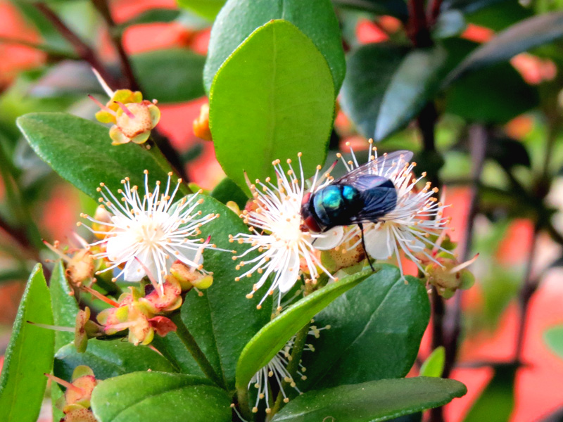 !!!bee-on-myrcintheses-at-ah