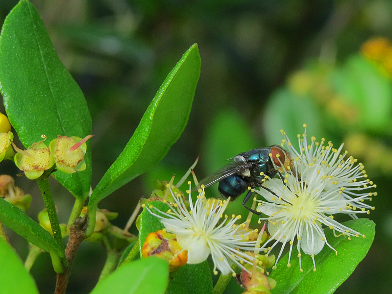 !!!!bee2-on-myricinathes-at-ah