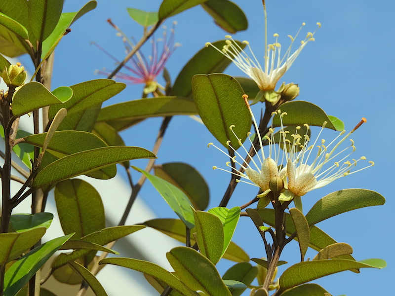 !!capparis both colors