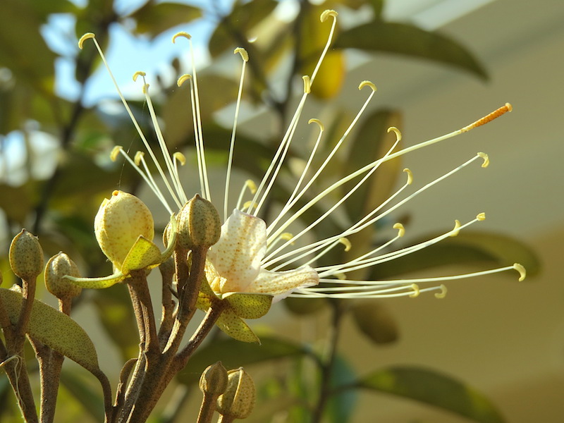 !!capparis side view