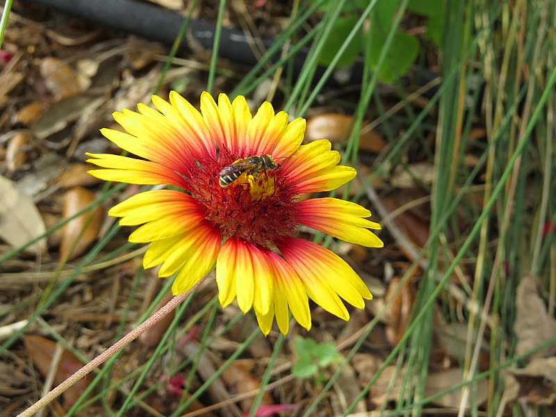 !!gaillardia-w-bee-at-ah
