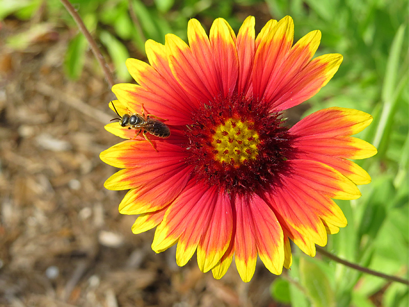 !!gaillardia-w-bee2-&-ah