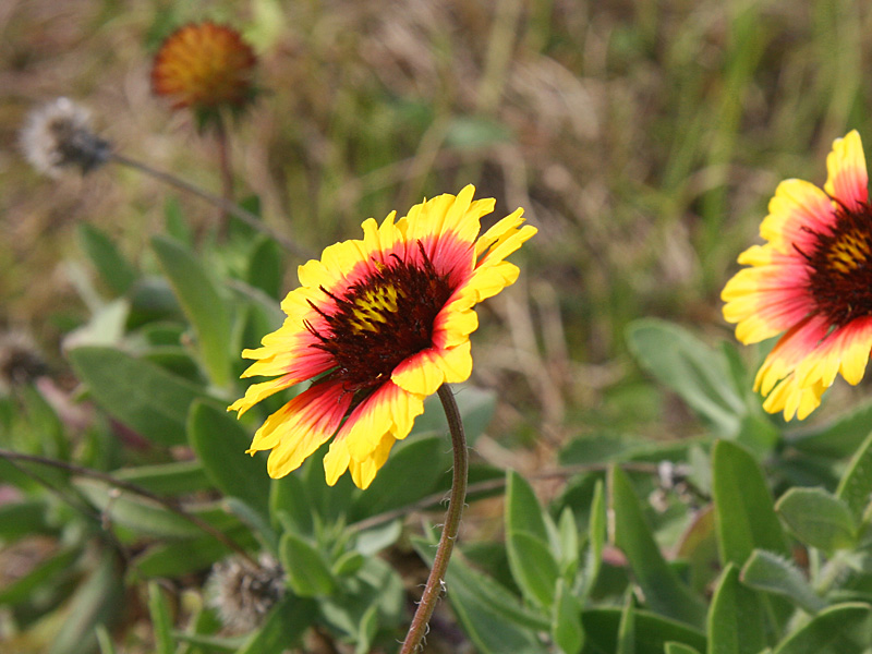 !!!gaillardia