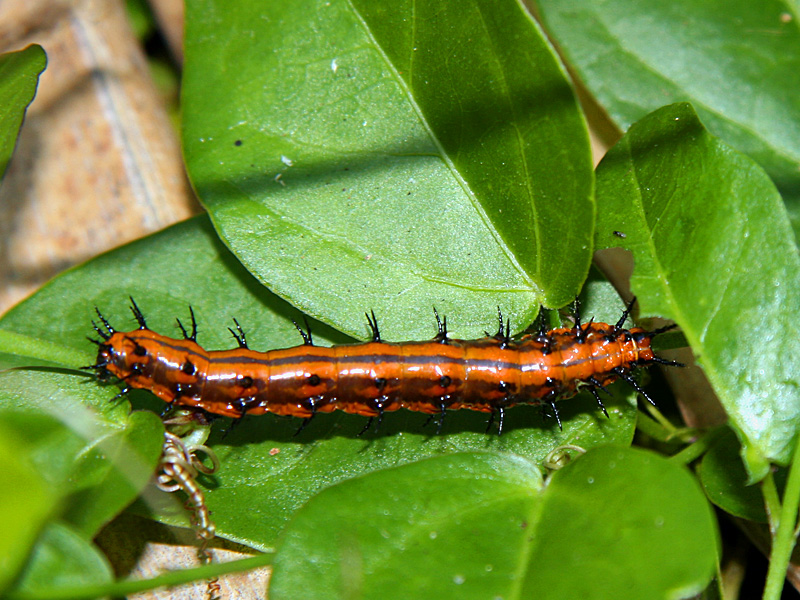 !!!!gulf-fritillary-larva-@-bic