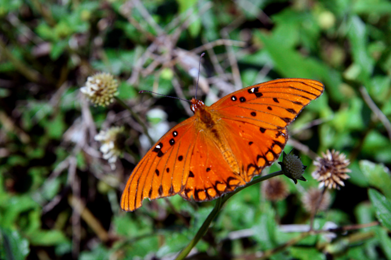 !!!!gulf-fritillary-@-maritime-hammock-(5)