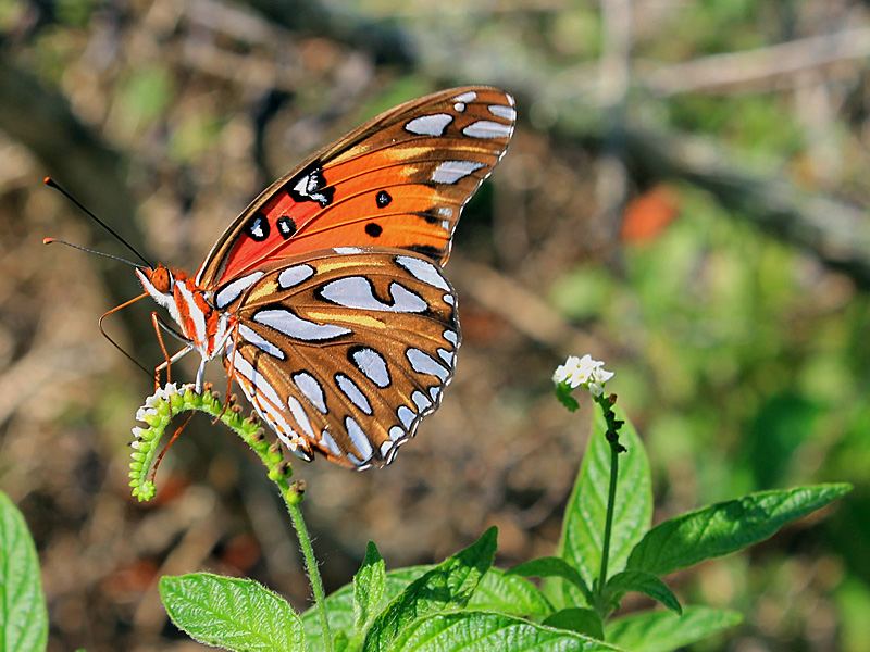 !!!!gulf-fritillary-on-heliotropium