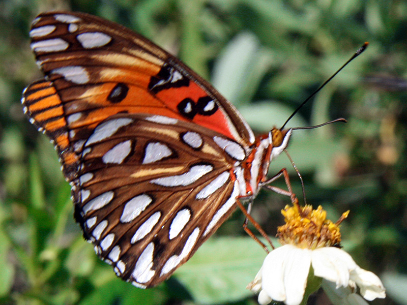 !!!!gulf-fritllary-on-bidens-alba