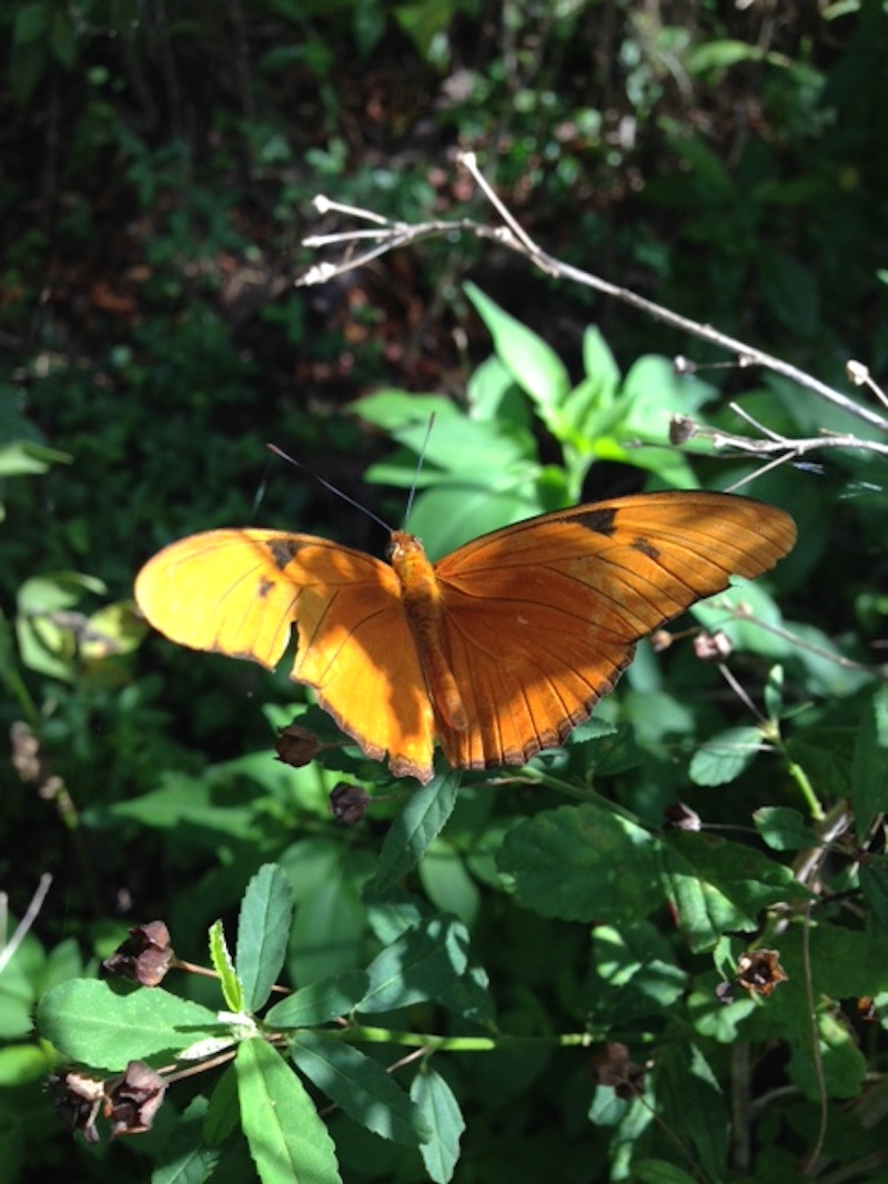 !!!!julia by diane morgan