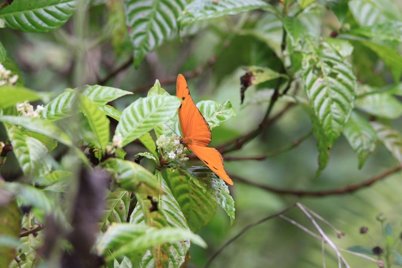 !!julia on wild coffee @ orca by karen schuster copy