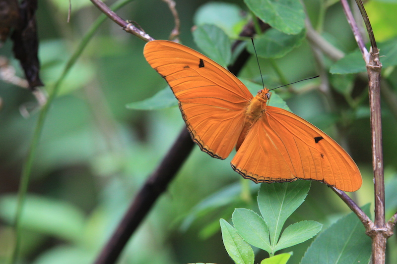 !!!!!julia @ orca by karen schuster copy