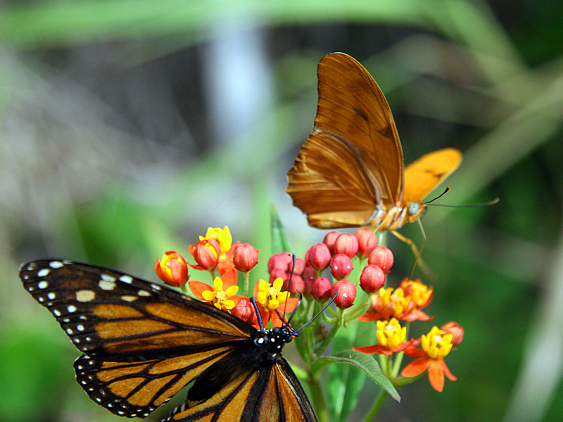 !!!!julia-w-monarch-on-milkweed