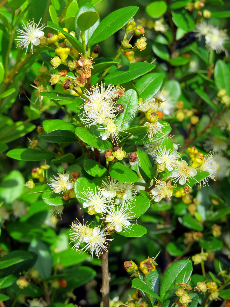!!!!myrcitnhes-flowers-vertical-at-ah