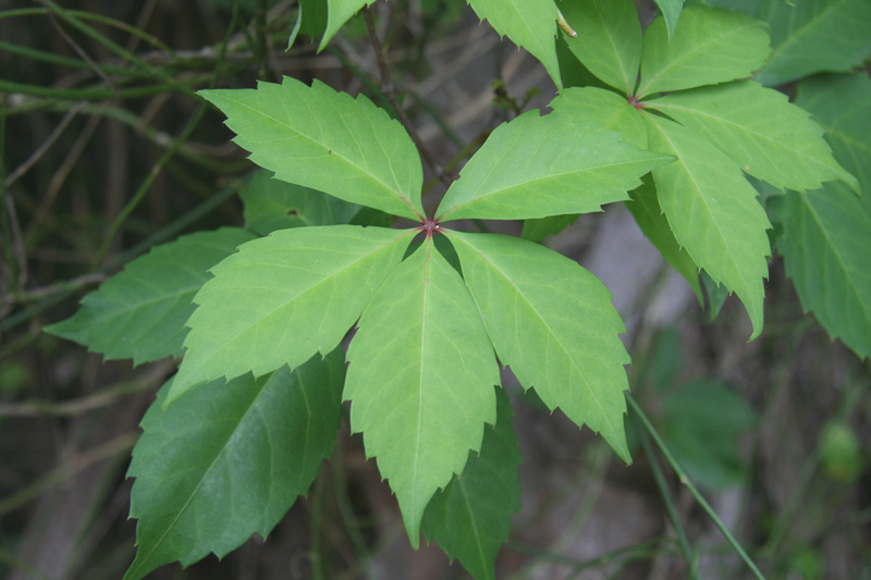 !!!!parthenocissus-quinquefolia-(3)