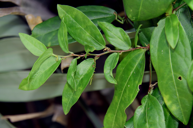 !!!!passiflora-suberosa-(2)