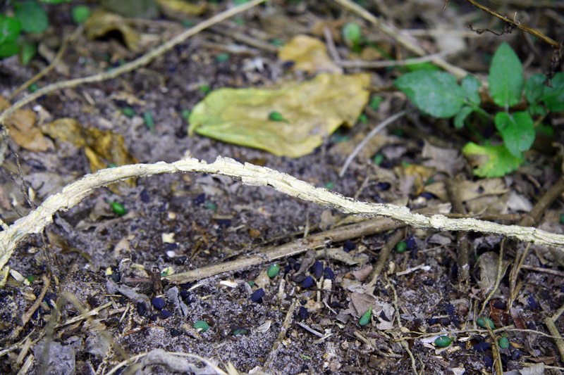!!!!passiflora-suberosa---corky-stem-(2)