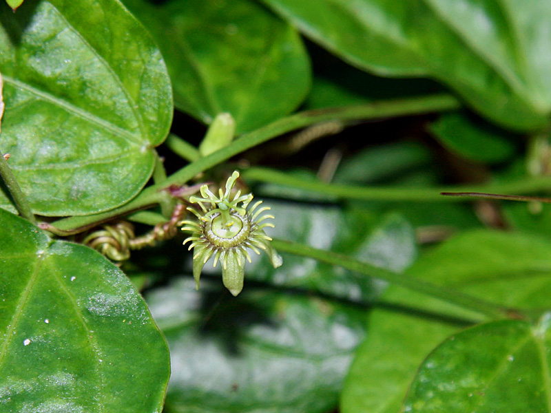 !!!!passiflorA-suberosa-flower