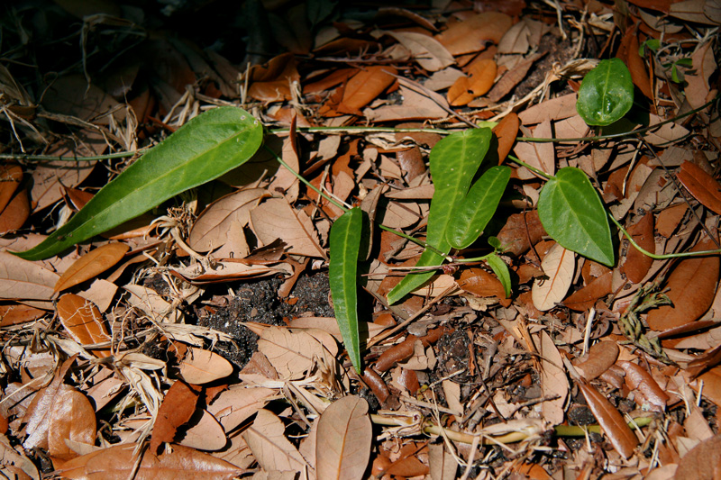 !!!passiflora-suberosa-leaves