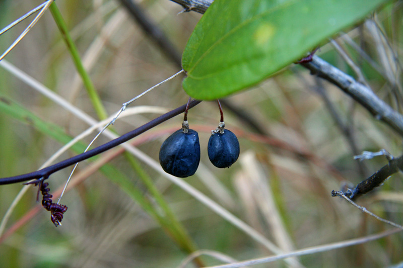 !!!!passiflora-suberosa-ripe-fruit-(8)