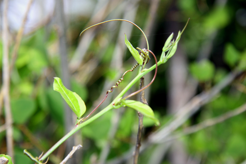 !!!!passiflora-suberosa-tendril