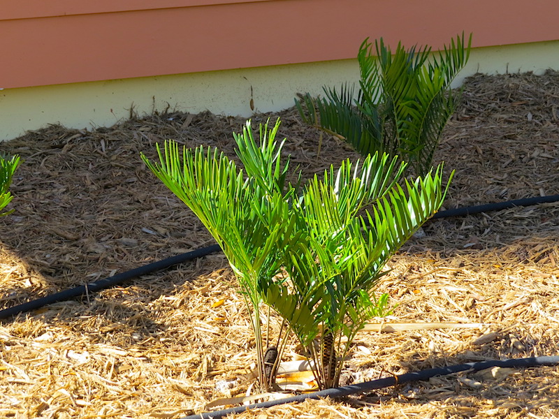 !!!!zamia floridana at ah copy