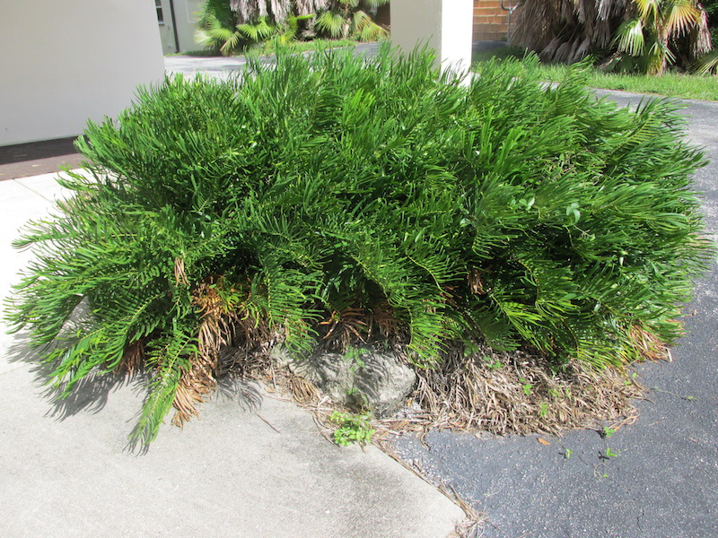 !!!!zamia floridana copy