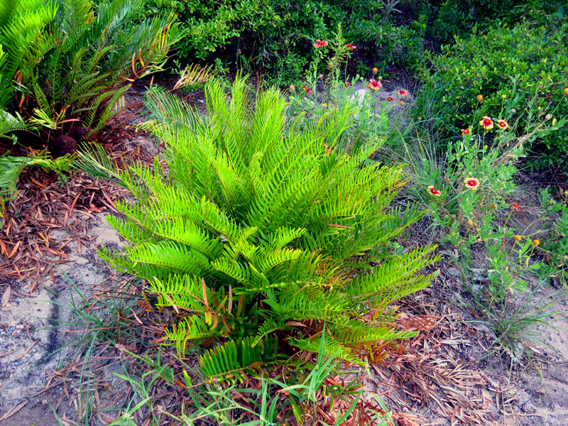 !!!!zamia-floridana-&-gaillardia-at-kendricks
