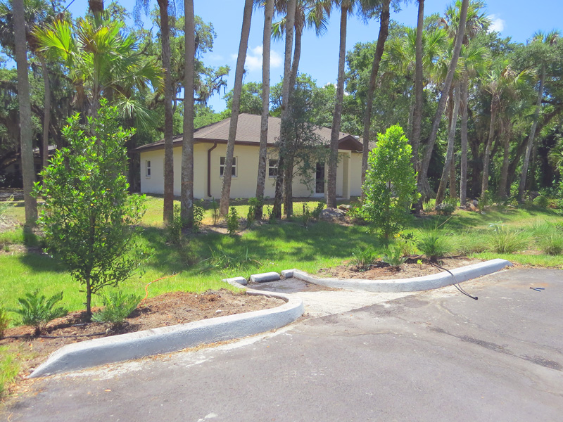 !!!!zamia-floridna-around-acrostichum-at-ah-on-5-24-2015