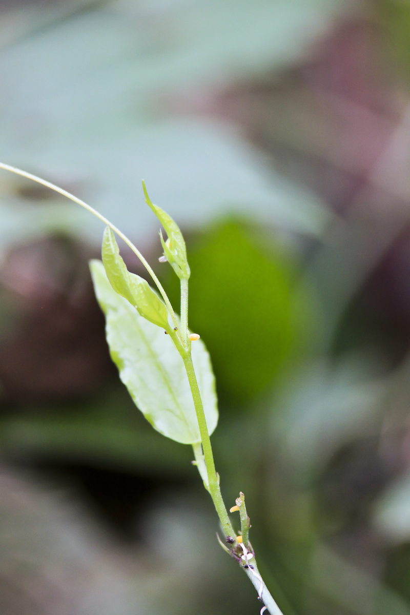 !!zebra longwing eggs @ orca karen schuster copy