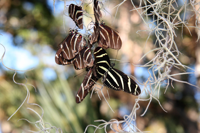 !!!!zebra-longwing-roosting-@-fmel-(9)