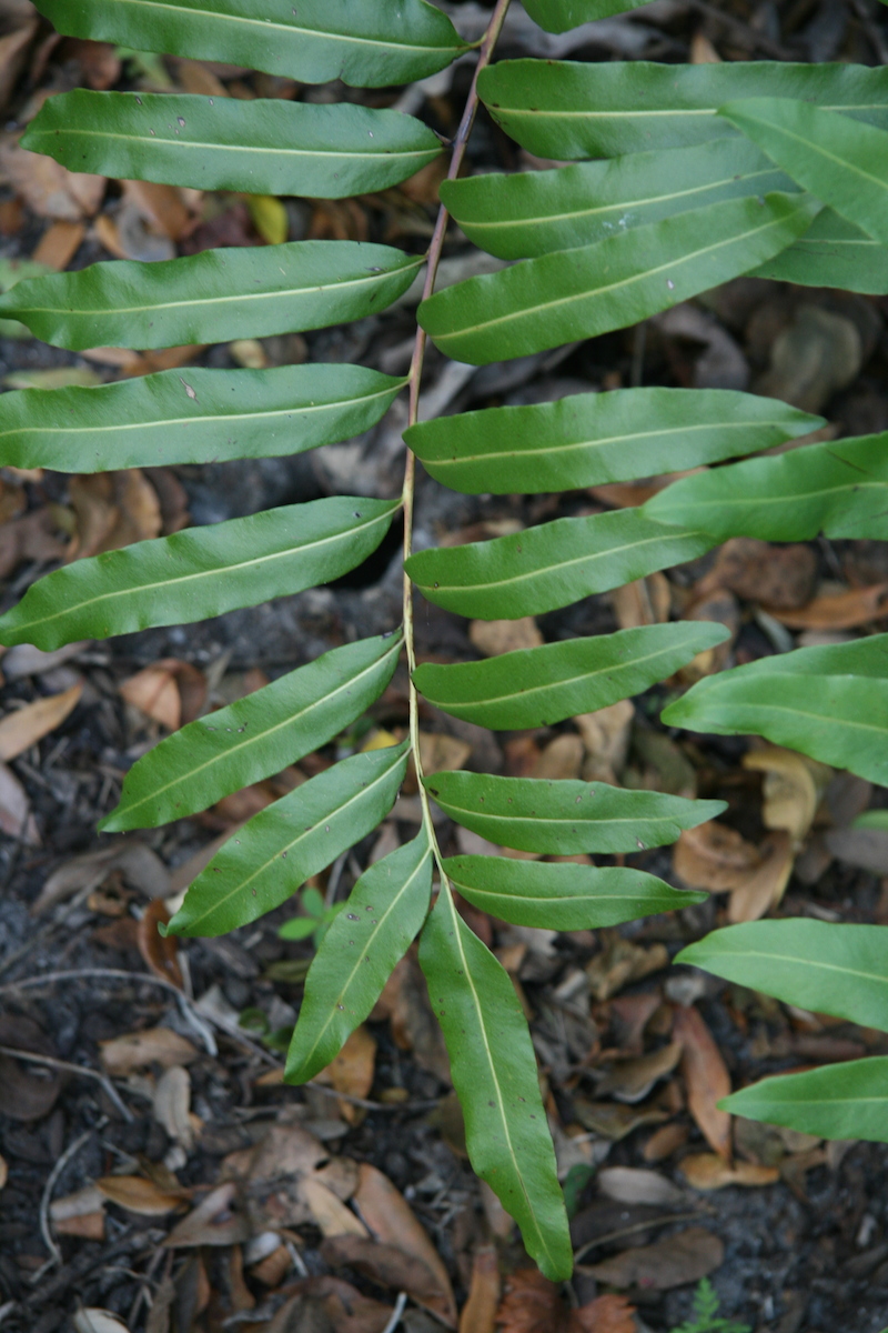 !!!!!!!acrostichium daenifolium - frond