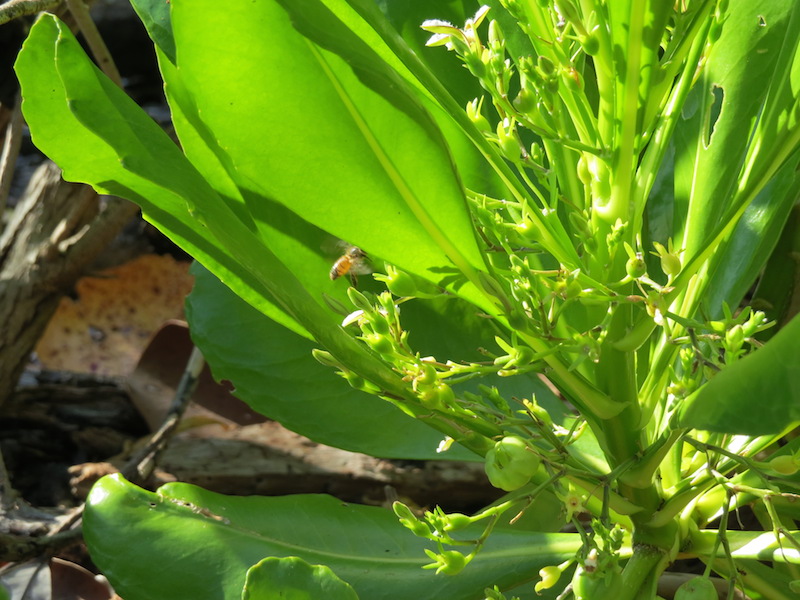 bee on scaevola taccada copy