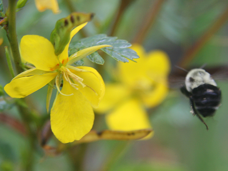 !!!!bee-w-chaemacrista1