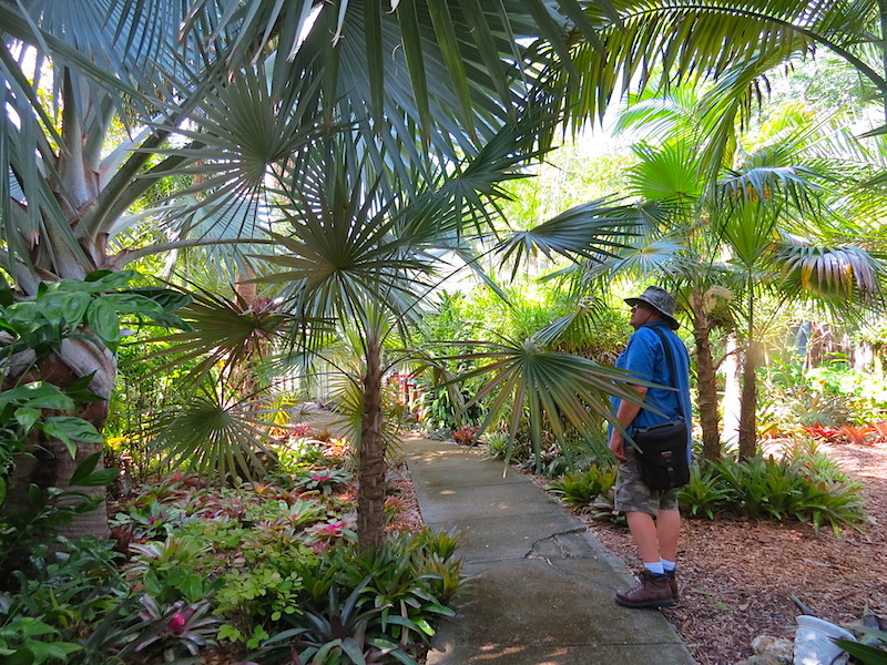 !!!!bob montanaro w cocotrhinax argentata & bismarkia nobilis