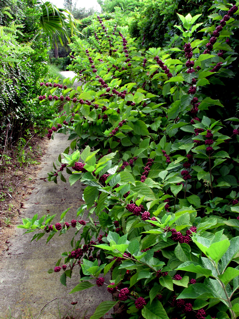 !callicarpa-americana-@-willoughby
