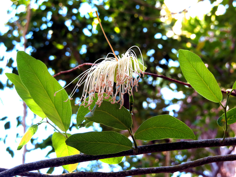 !!!!capparis-flxuosa-flower3